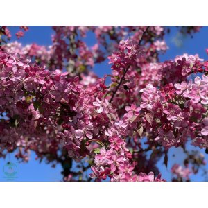 Okrasná jabloň (Malus) ´COCCINELLA´ - výška 140-170 cm, kont. C5L